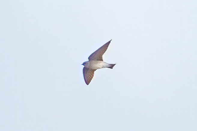 Northern Rough-winged Swallow - ML632681106