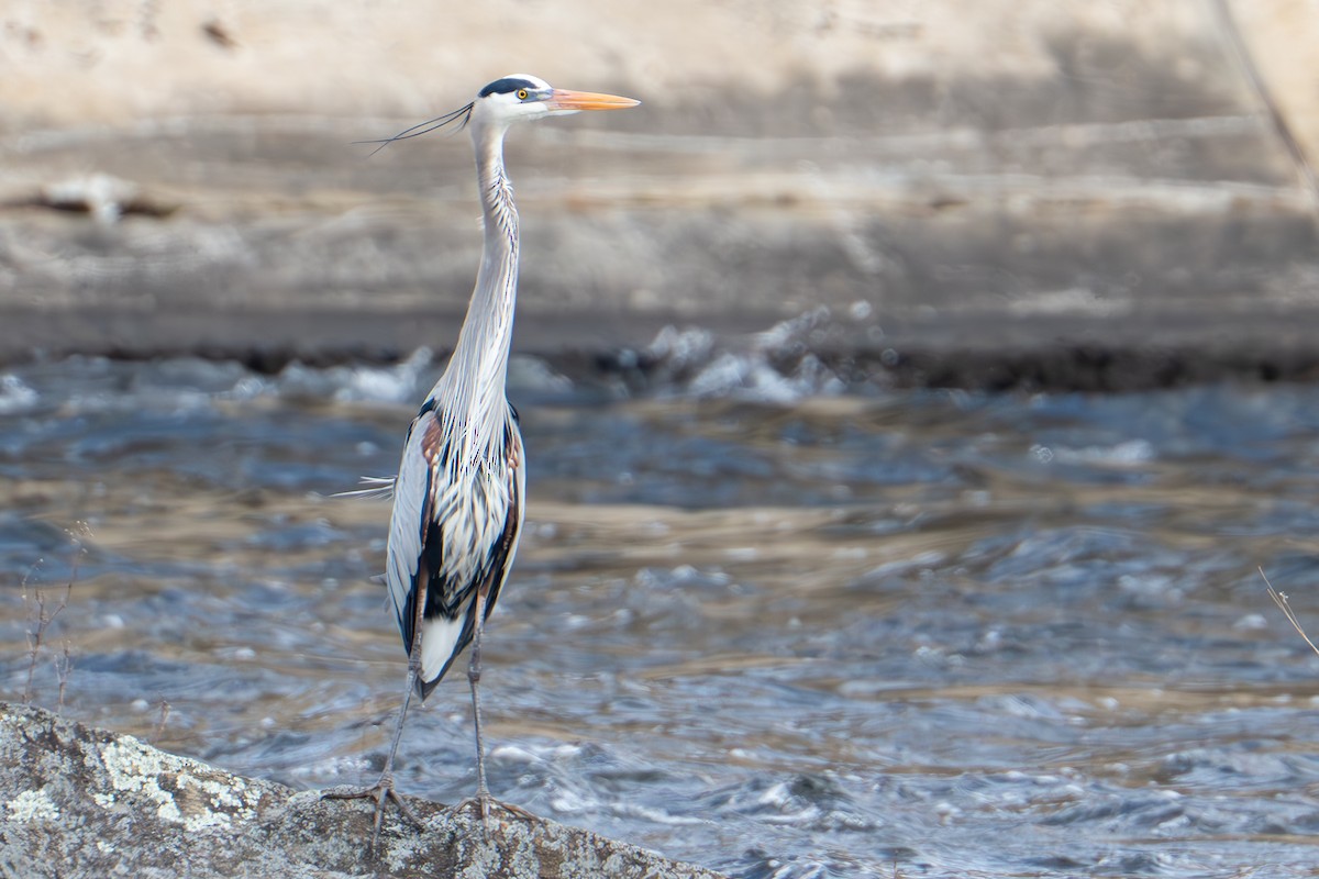 Great Blue Heron - ML632681121