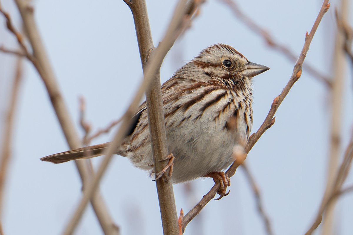 Song Sparrow - ML632681128