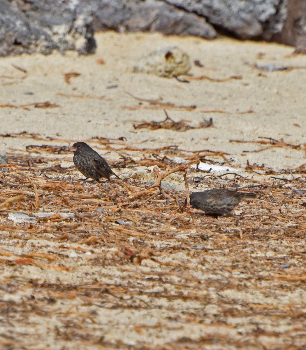 Genovesa Ground-Finch - ML63268121