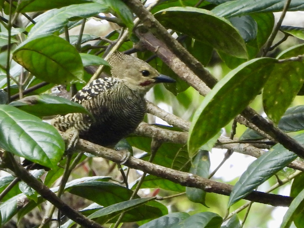 Buff-rumped Woodpecker - ML632681285