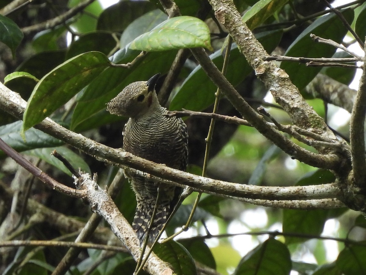 Buff-rumped Woodpecker - ML632681286