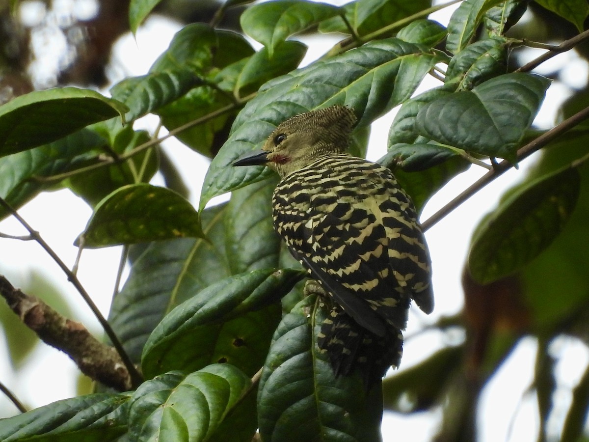 Buff-rumped Woodpecker - ML632681287