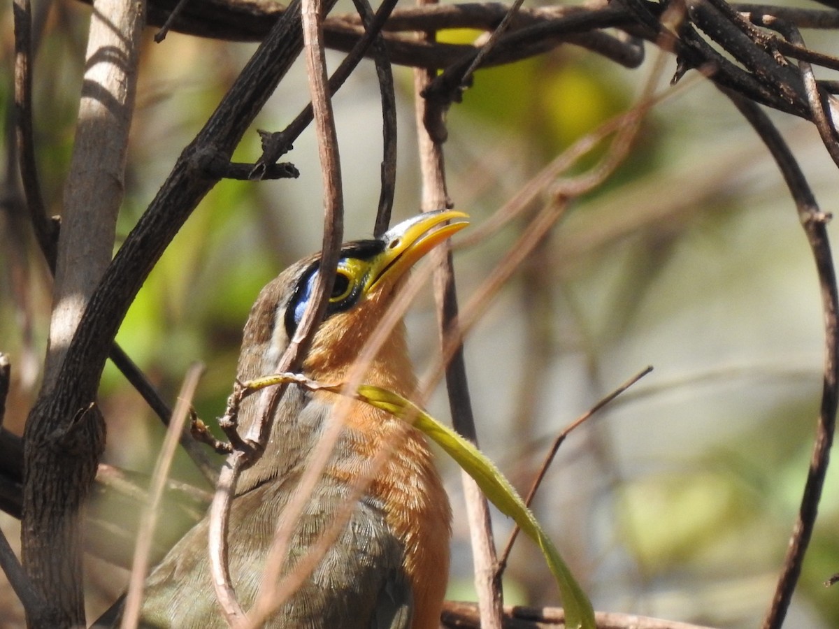 Lesser Ground-Cuckoo - ML632681292