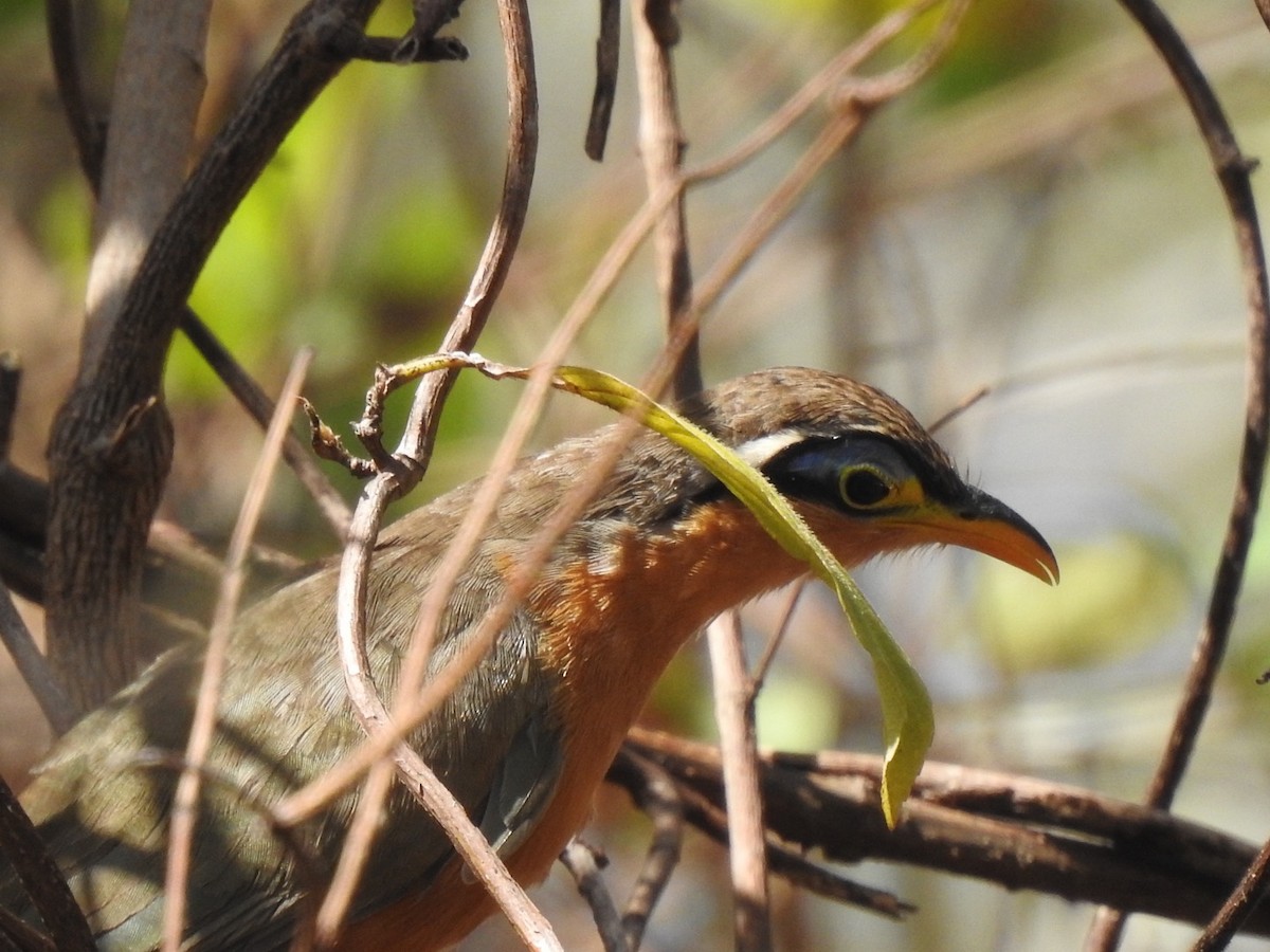 Lesser Ground-Cuckoo - ML632681293