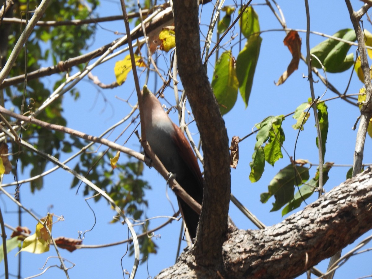 Squirrel Cuckoo - ML632681317