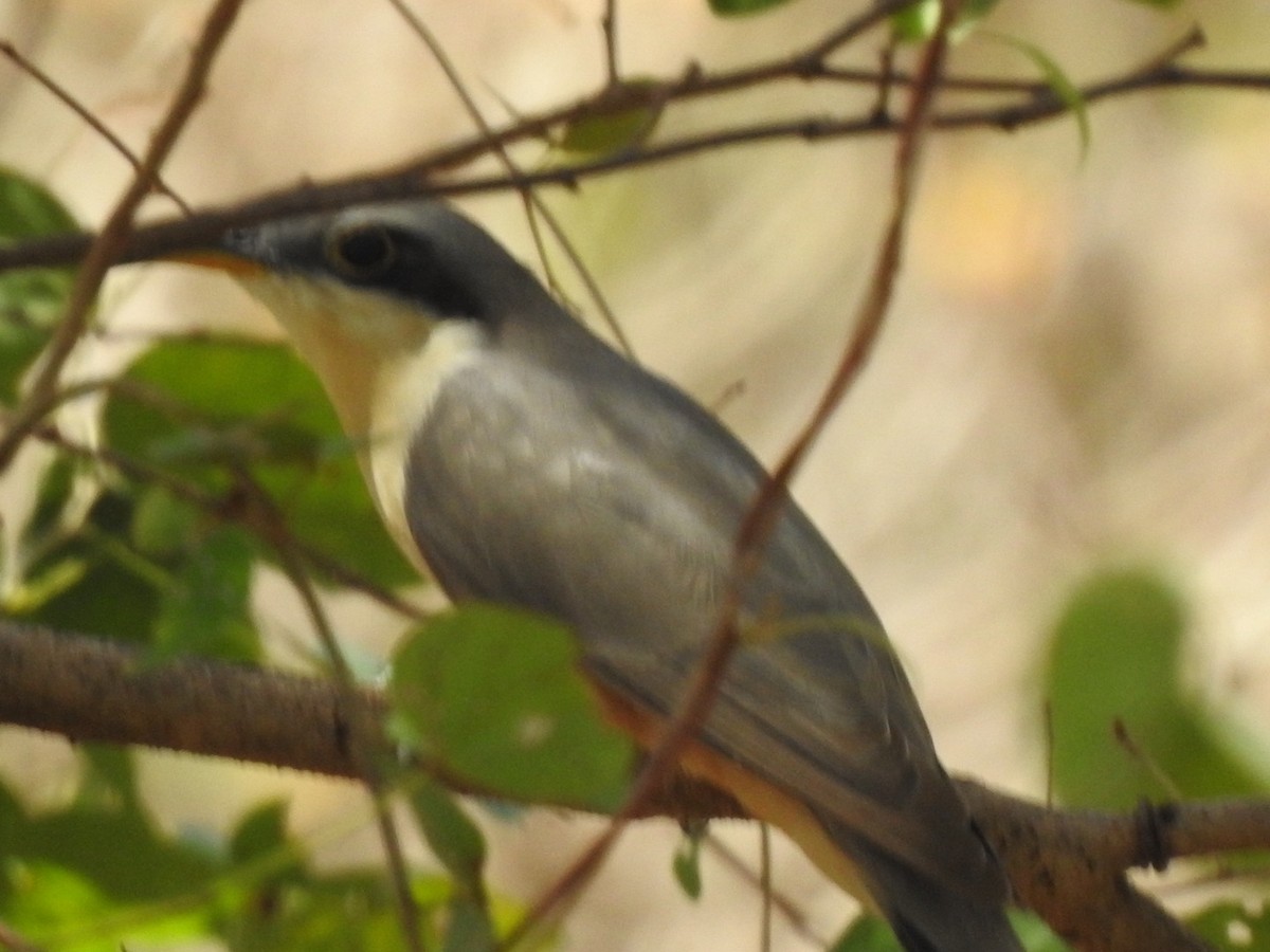 Mangrove Cuckoo - ML632681326
