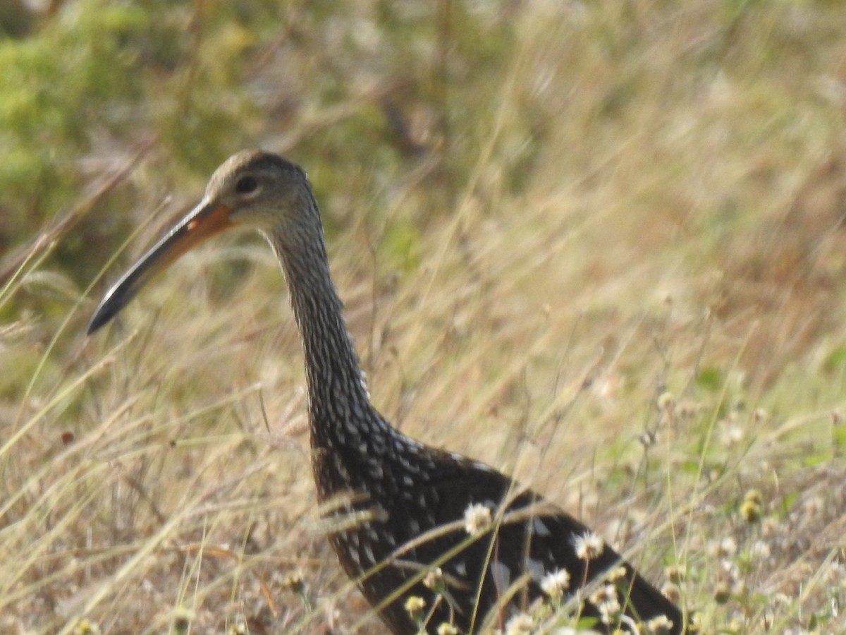 Limpkin - ML632681331
