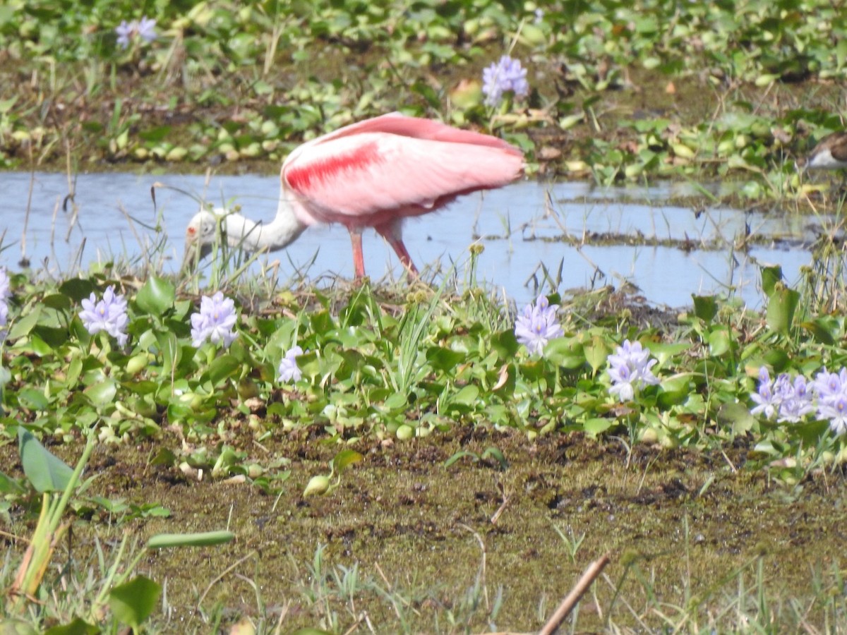 Roseate Spoonbill - ML632681344