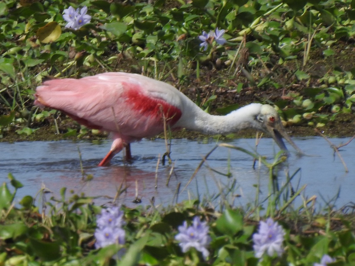 Roseate Spoonbill - ML632681345