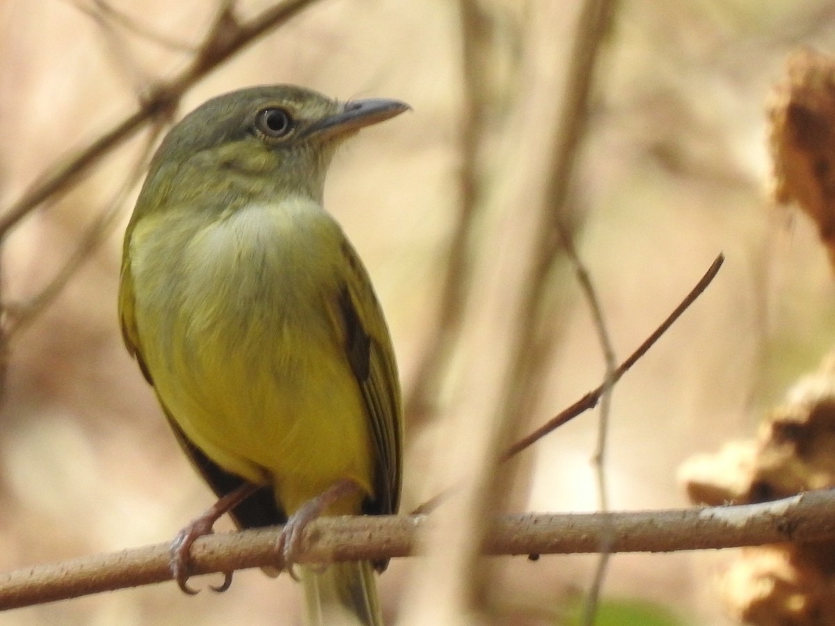 Yellow-olive Flatbill - ML632681365