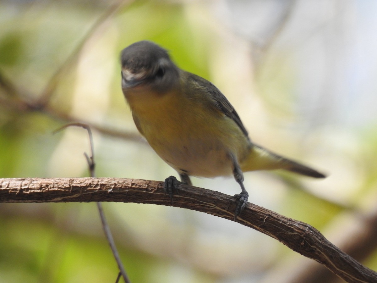 Philadelphia Vireo - ML632681383