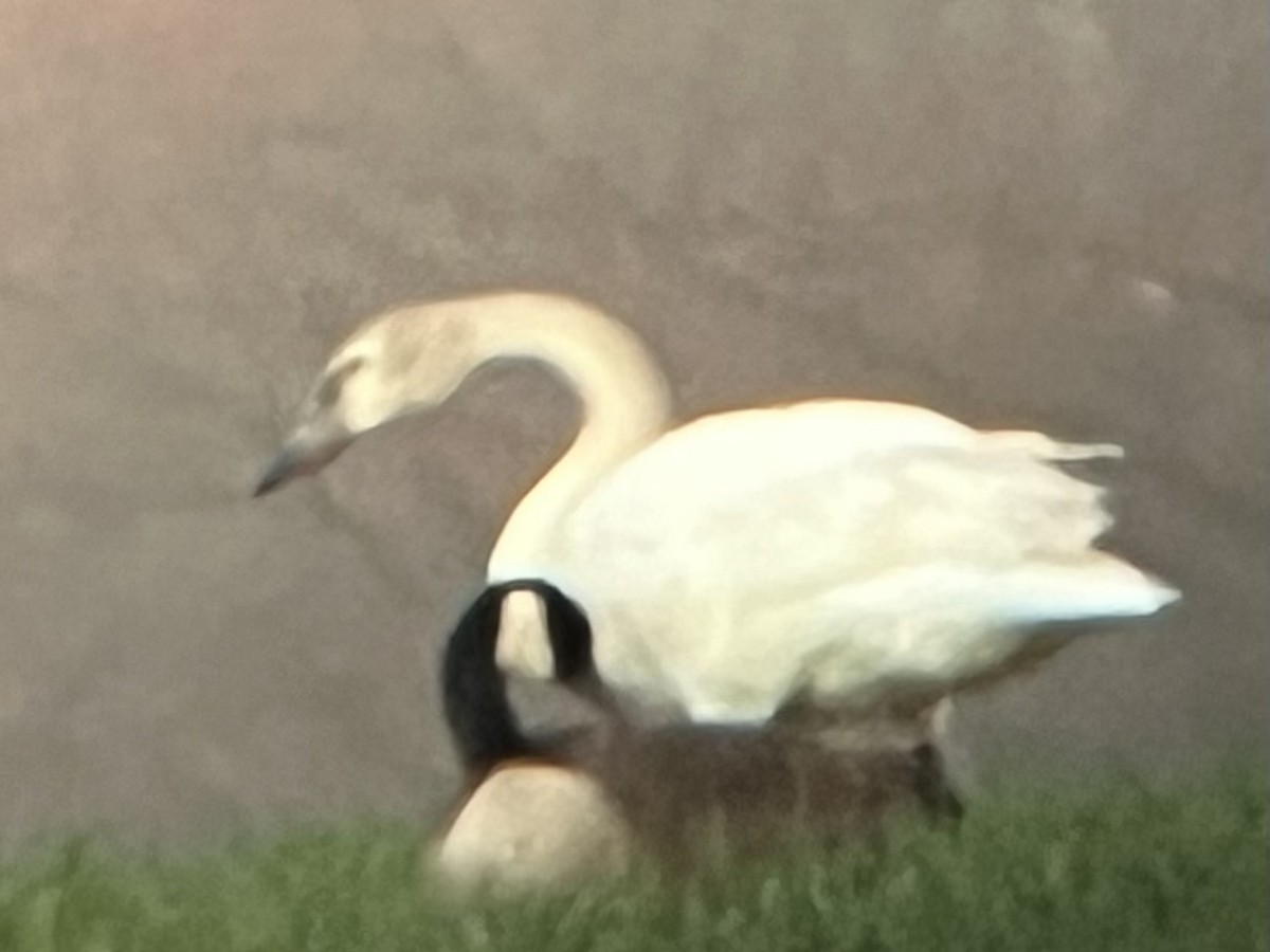Trumpeter Swan - ML632681488