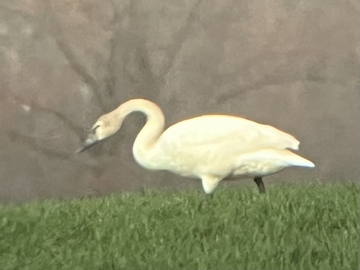 Trumpeter Swan - ML632681489