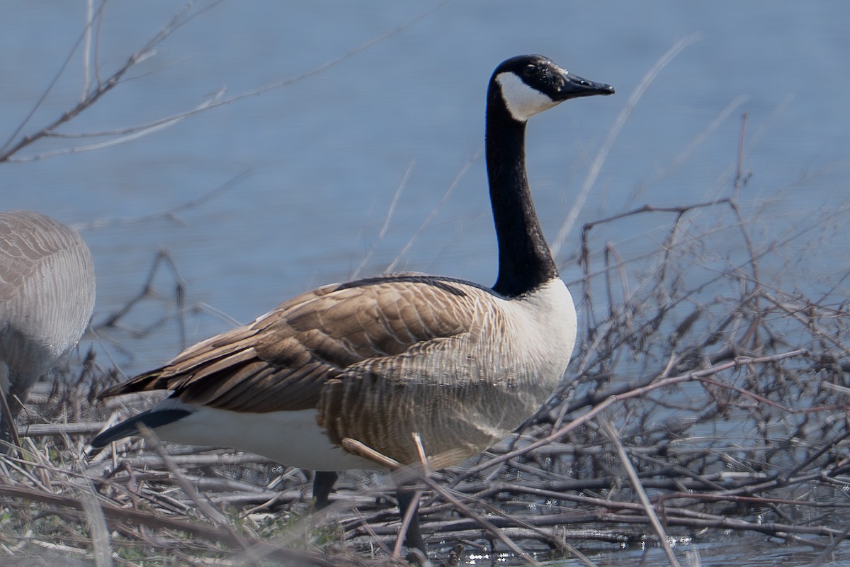 Canada Goose - ML632681613