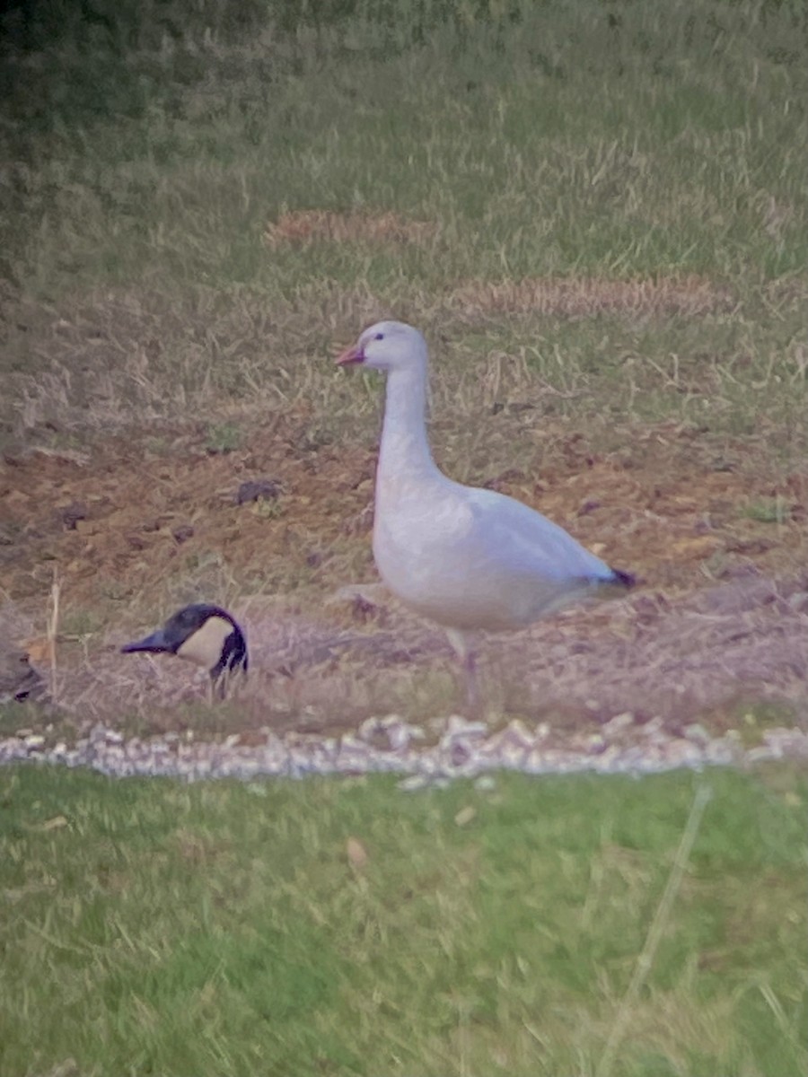 Ross's Goose - ML632681619