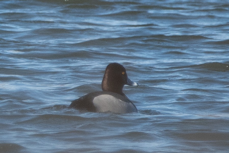 Redhead x Ring-necked Duck (hybrid) - ML632681672