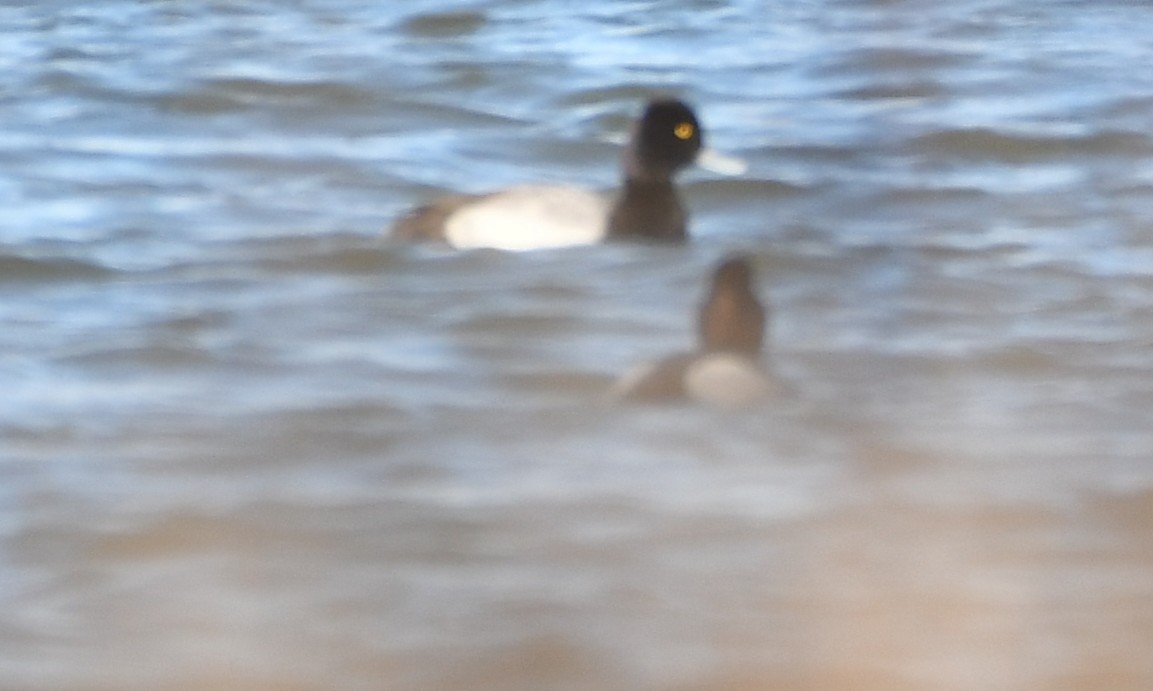 Redhead x Ring-necked Duck (hybrid) - ML632681673