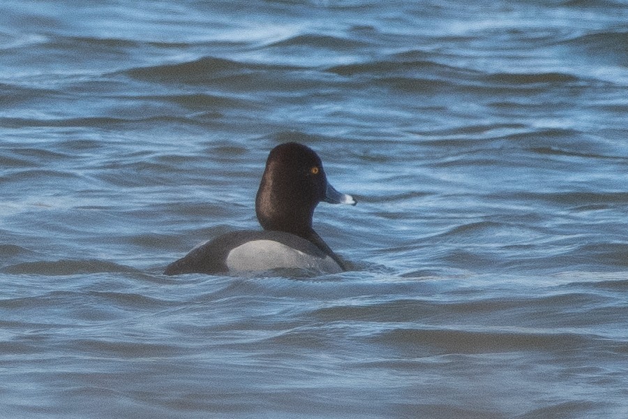Redhead x Ring-necked Duck (hybrid) - ML632681674
