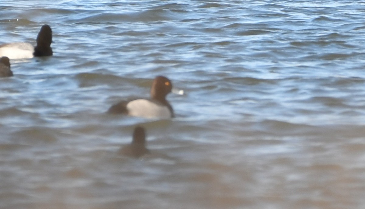 Redhead x Ring-necked Duck (hybrid) - ML632681675