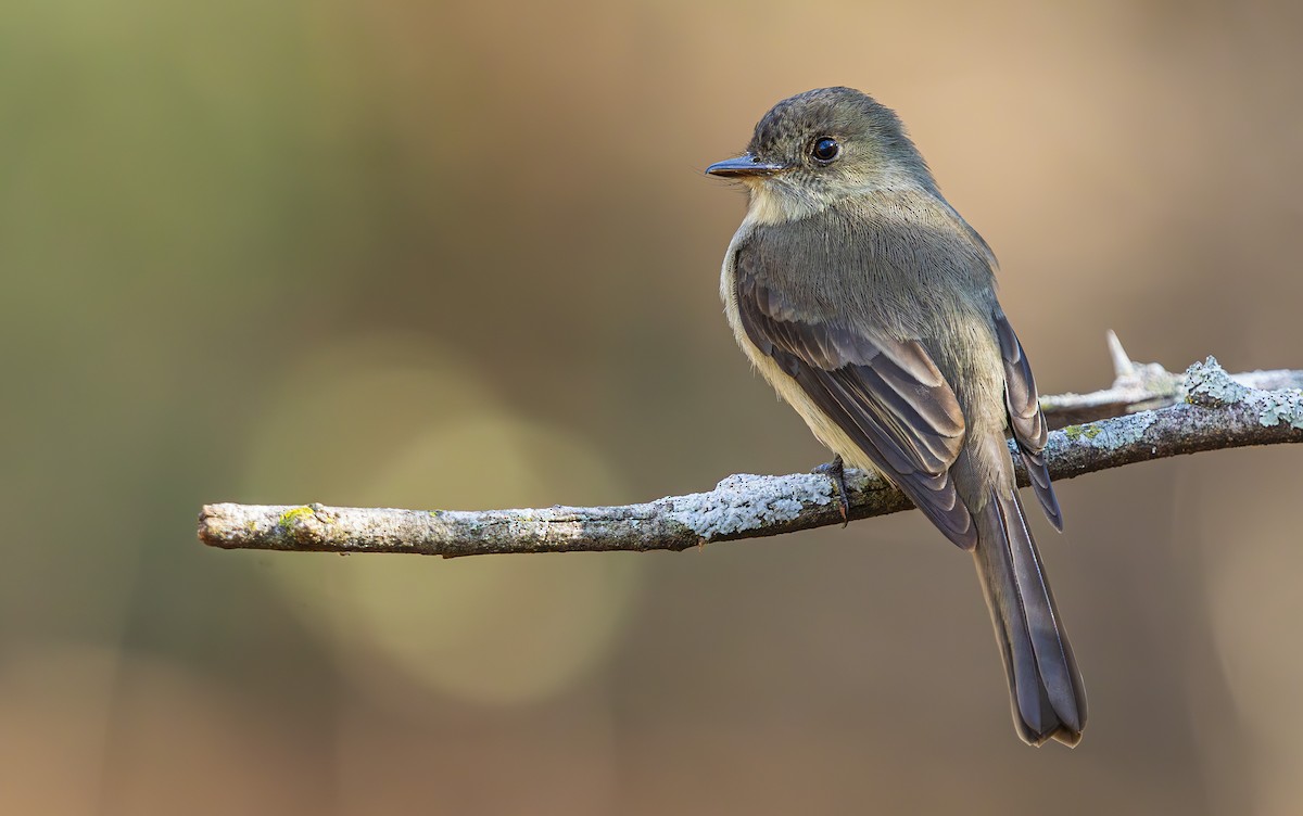 Hispaniolan Pewee - ML632681747