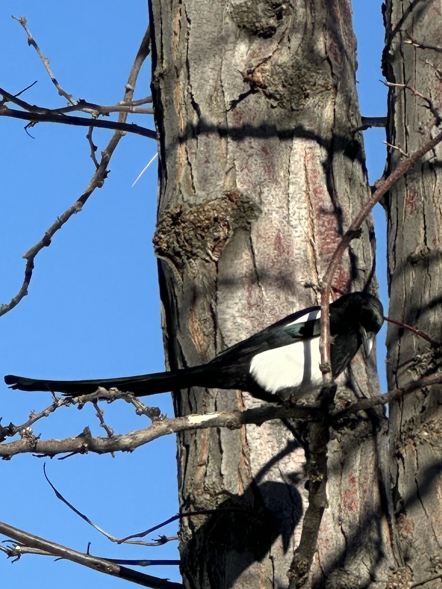 Black-billed Magpie - ML632681850