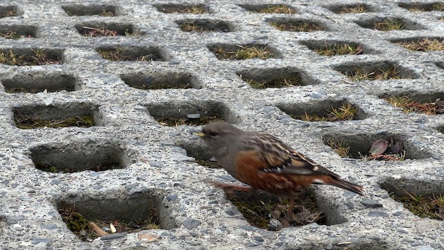 Alpine Accentor - ML632682101
