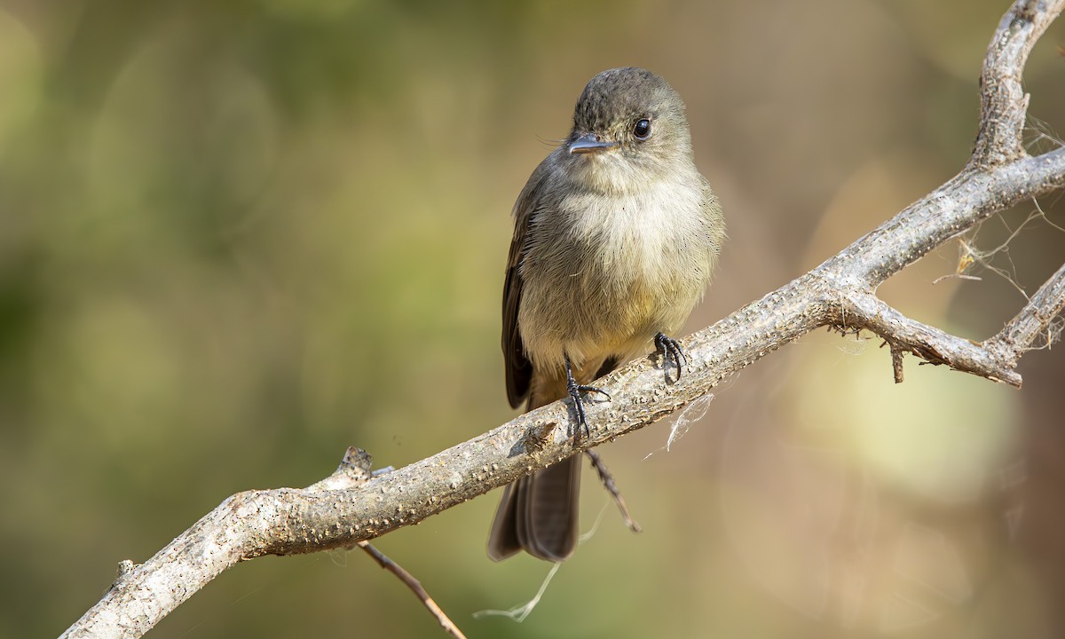 Hispaniolan Pewee - ML632682117