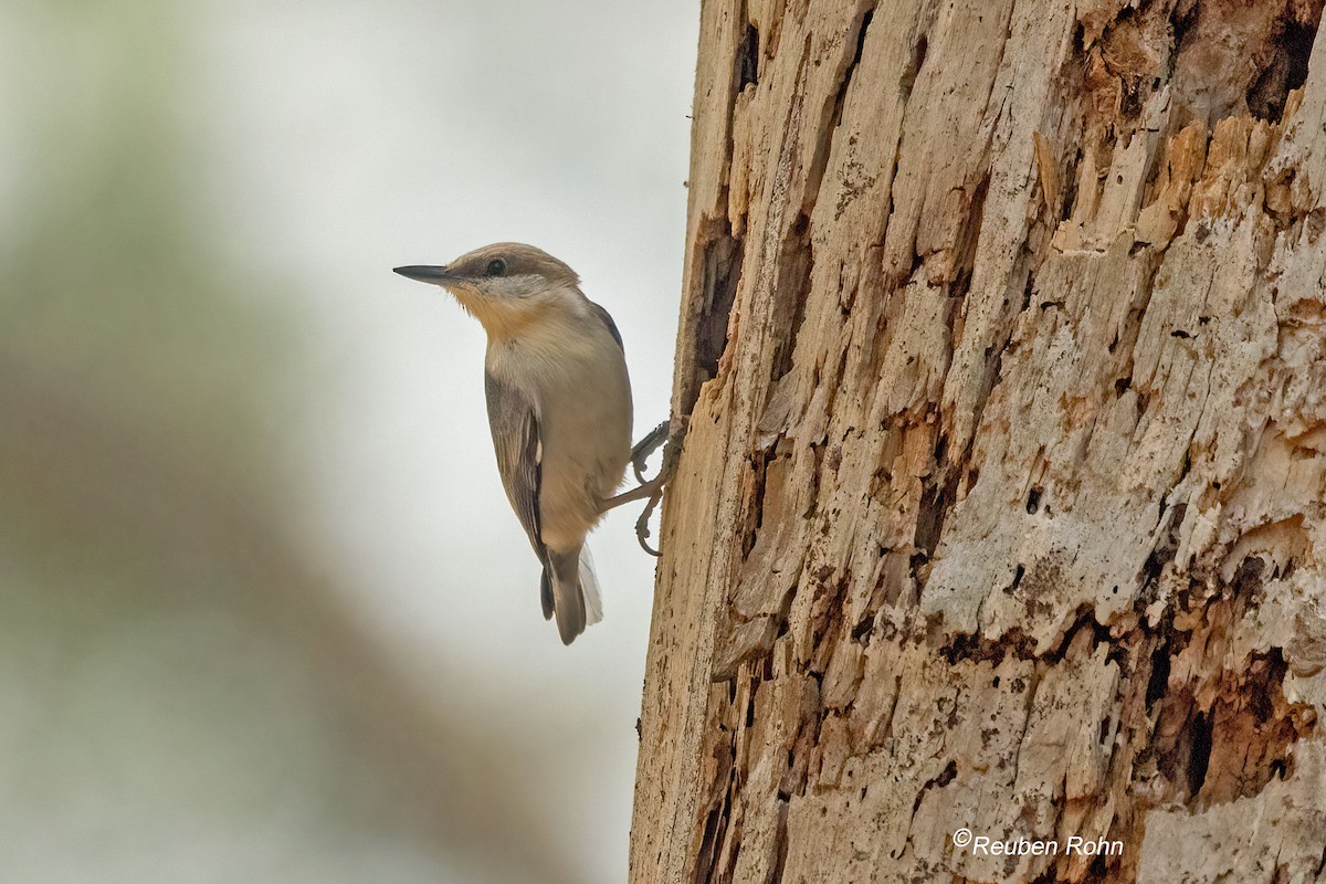 Brown-headed Nuthatch - ML632682281