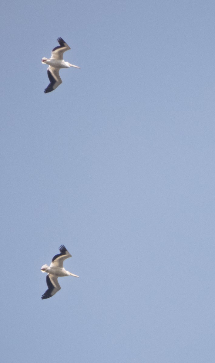 American White Pelican - ML632682374