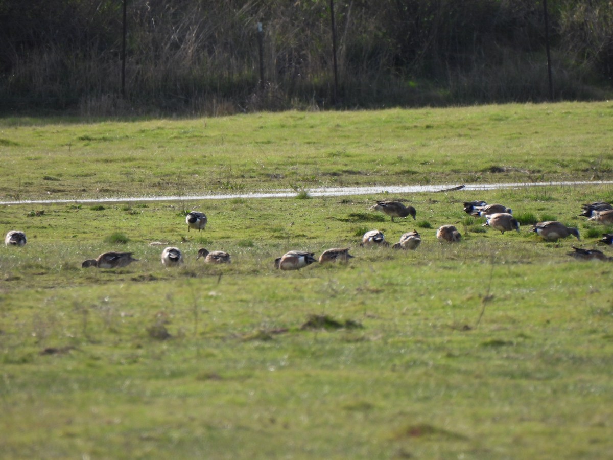 hvízdák americký - ML632682584