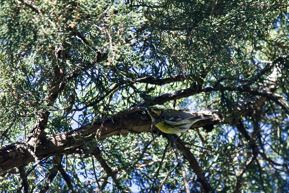 Townsend's Warbler - ML632682642