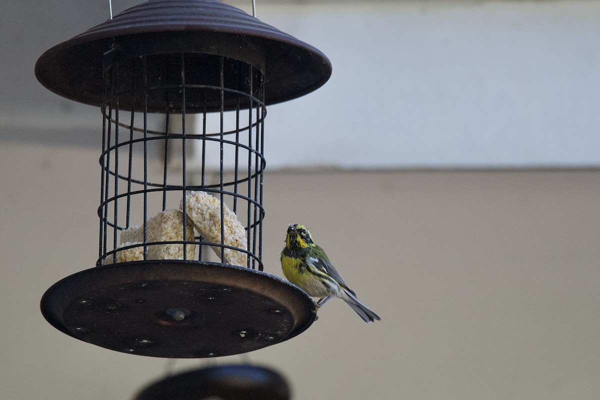 Townsend's Warbler - ML632682643