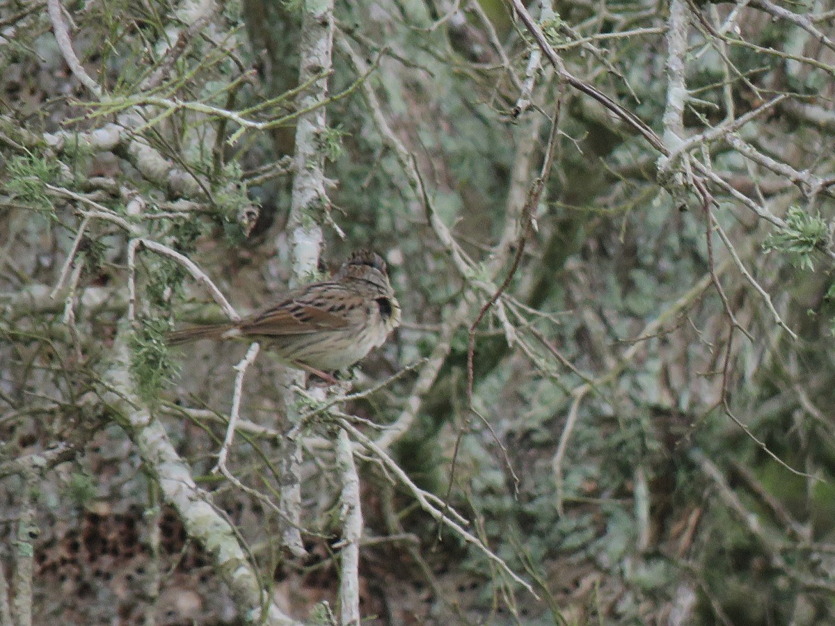 Lincoln's Sparrow - ML632682760