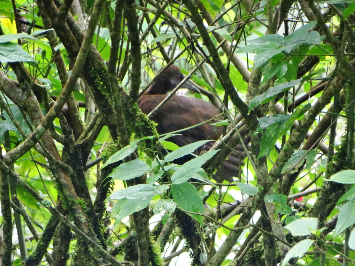Slaty-breasted Wood-Rail - ML632682763
