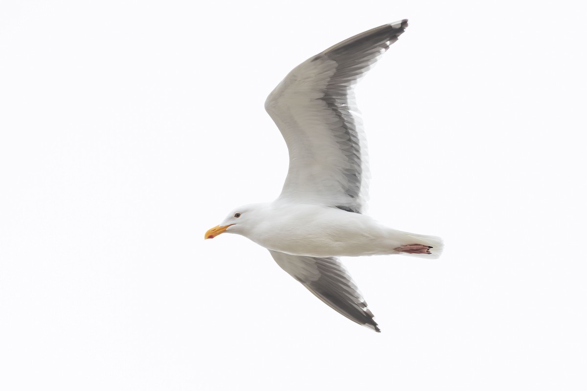 Western Gull - ML632682766