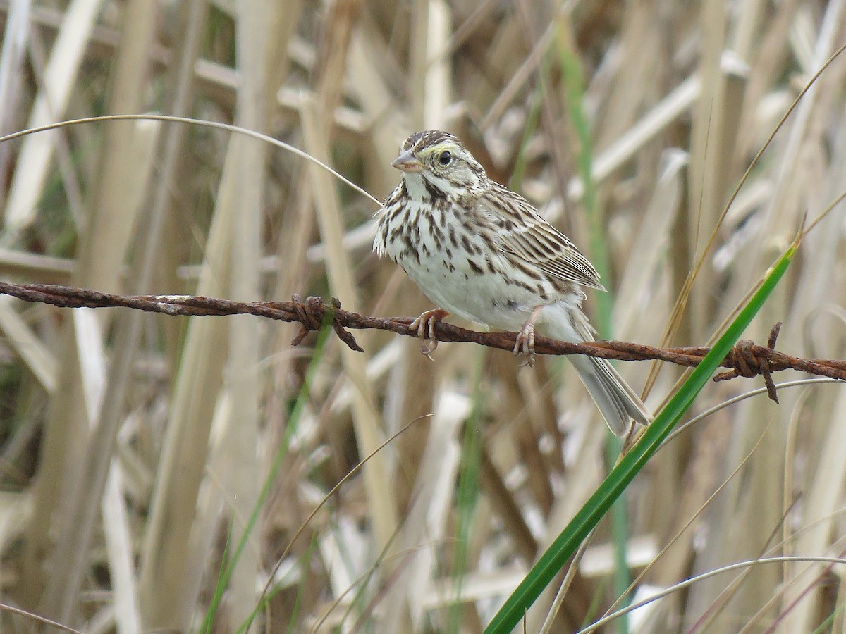 Savannah Sparrow - ML632682768