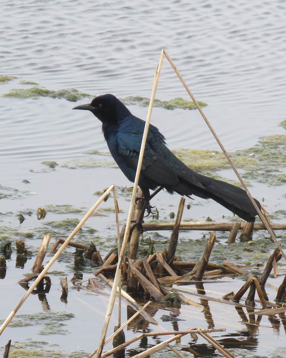 Boat-tailed Grackle - ML632682772