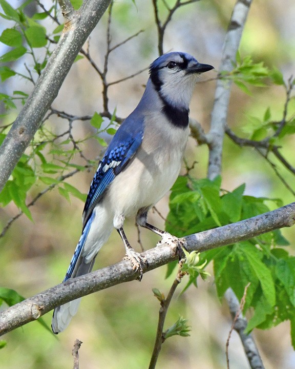 Blue Jay - ML632682774