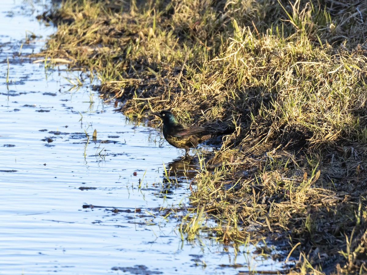 Common Grackle - ML632682775