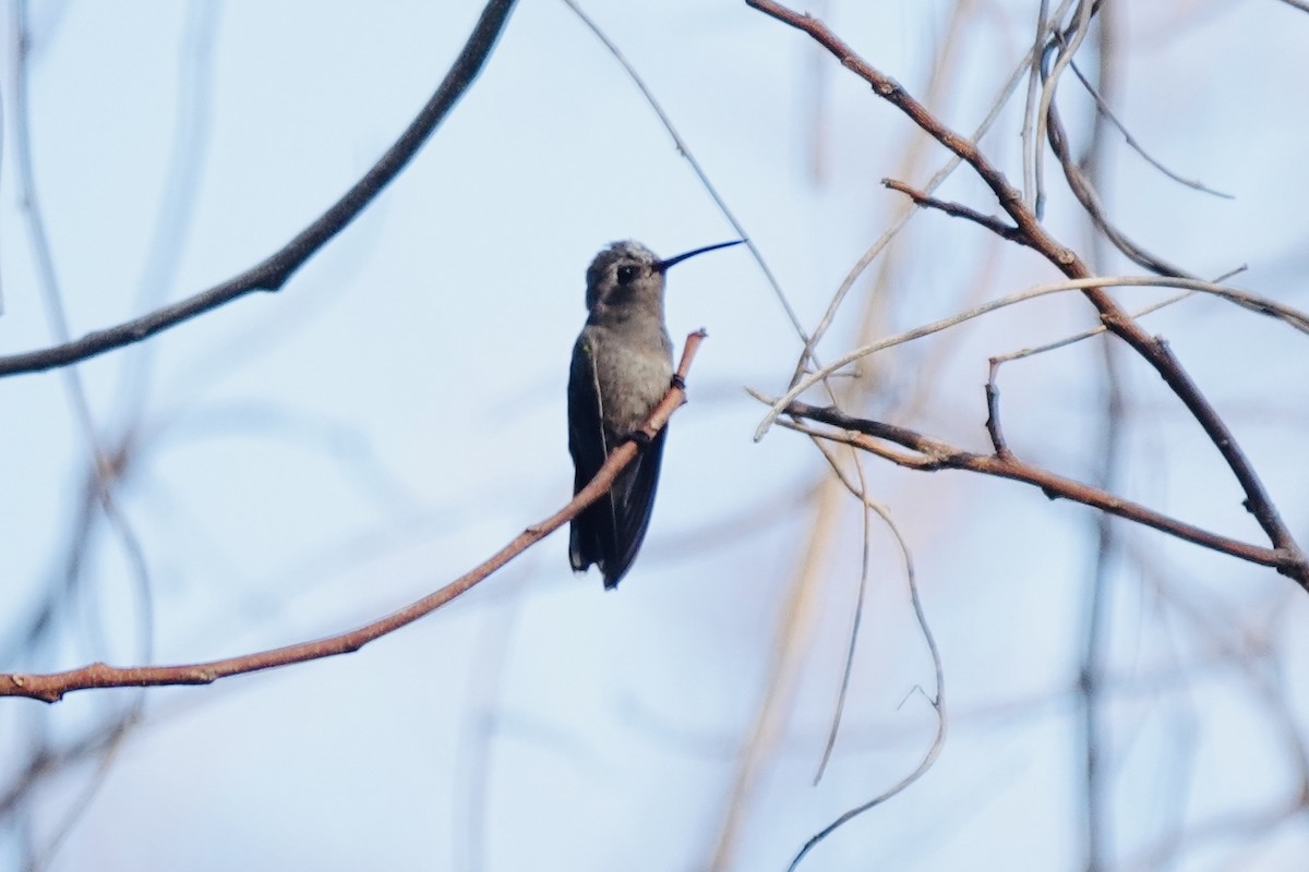 Turquoise-crowned Hummingbird - ML632682776