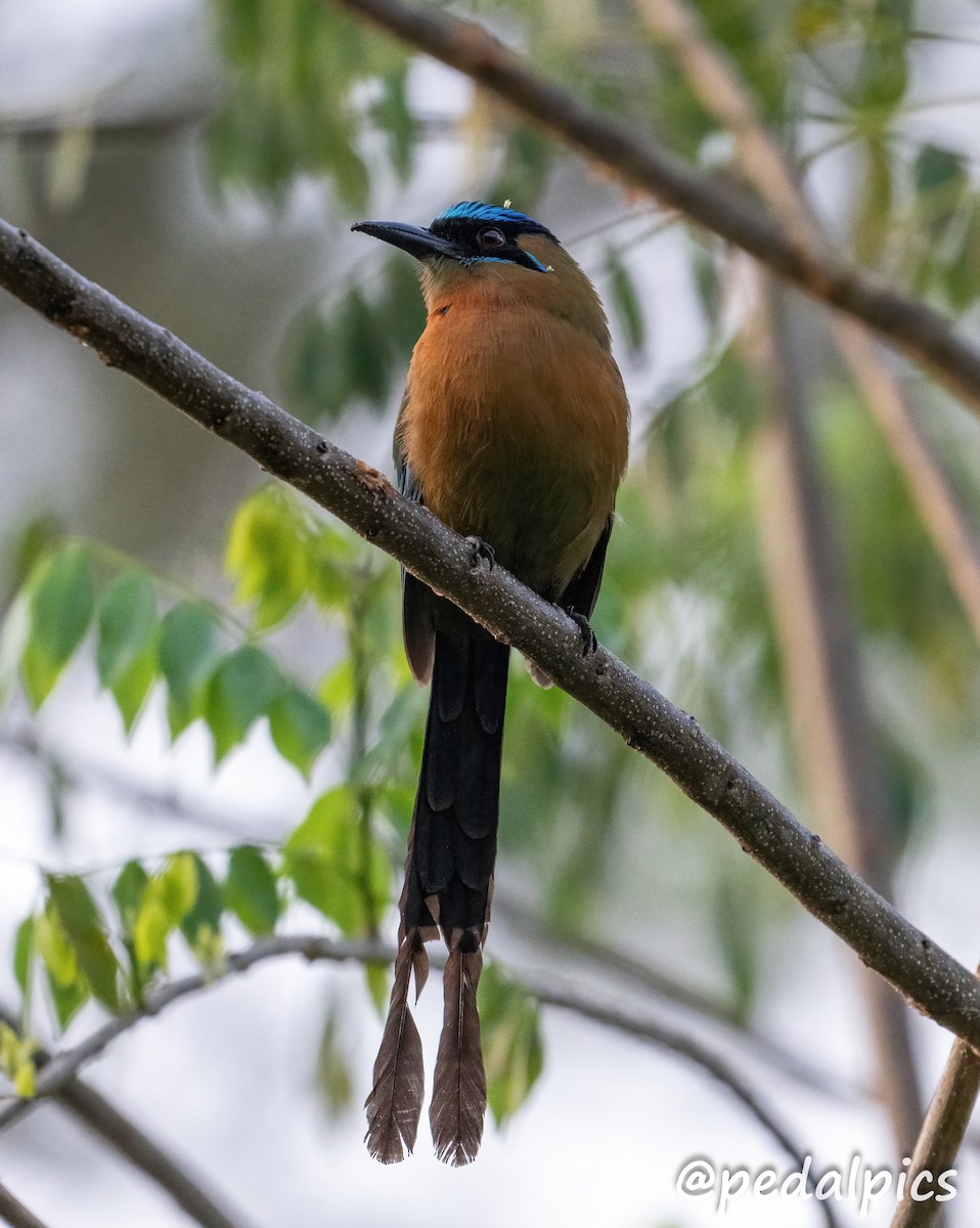 Lesson's Motmot - ML632682777