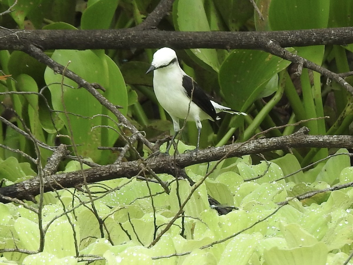 Masked Water-Tyrant - ML632682779