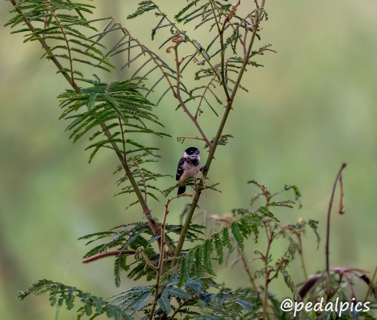 Morelet's Seedeater - ML632682781