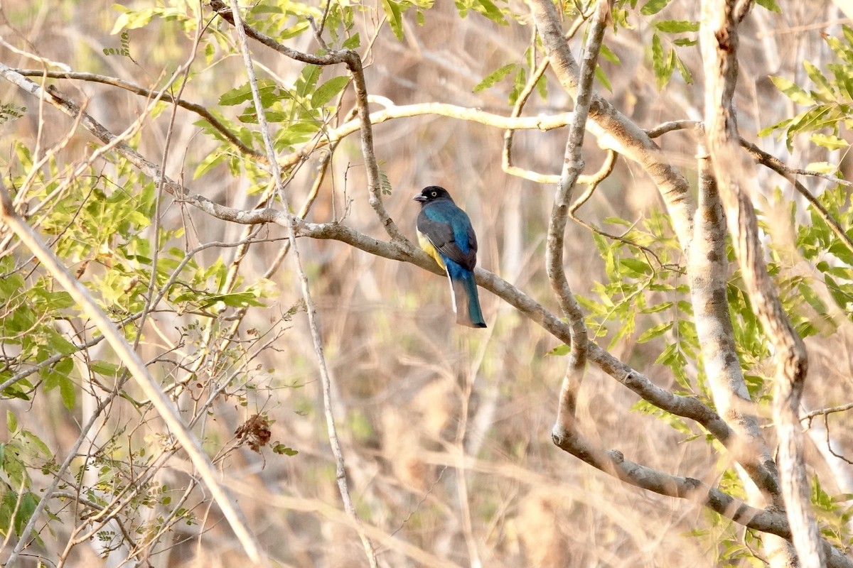 Citreoline Trogon - ML632682783