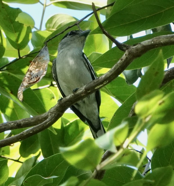 Black-capped Becard - ML632682785