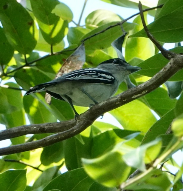 Black-capped Becard - ML632682786