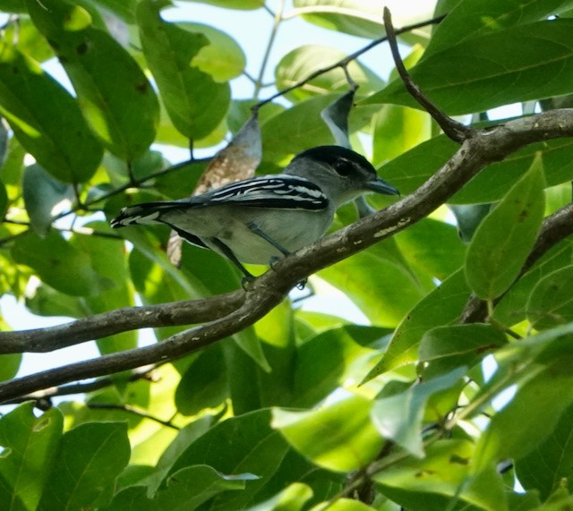 Black-capped Becard - ML632682787