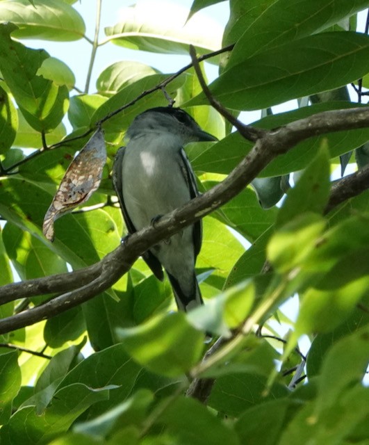 Black-capped Becard - ML632682788