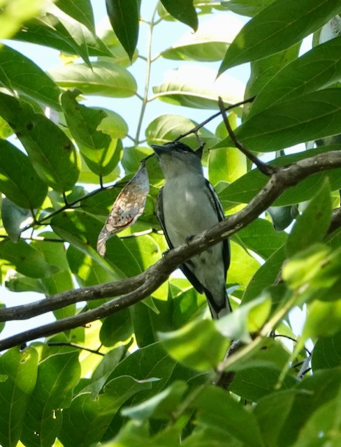 Black-capped Becard - ML632682789